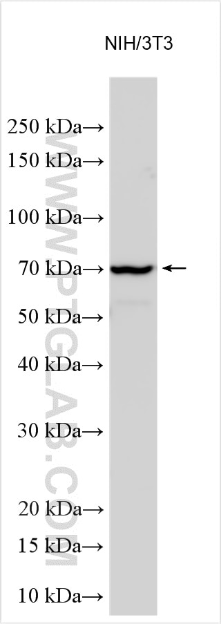 Western Blot (WB) analysis of various lysates using HEXA Polyclonal antibody (29259-1-AP)
