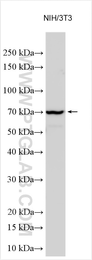 WB analysis using 29259-1-AP