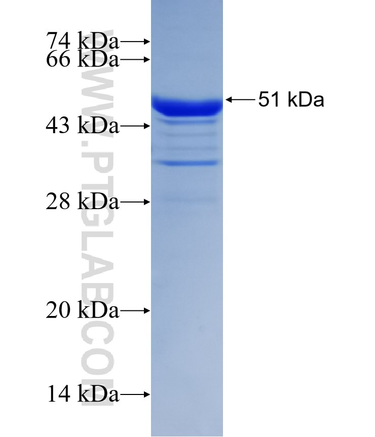 HEXA fusion protein Ag30808 SDS-PAGE