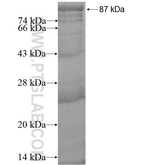 HEXA fusion protein Ag1854 SDS-PAGE