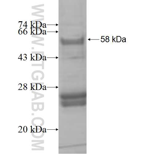 HEXB fusion protein Ag8659 SDS-PAGE