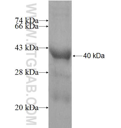 HEXB fusion protein Ag8683 SDS-PAGE