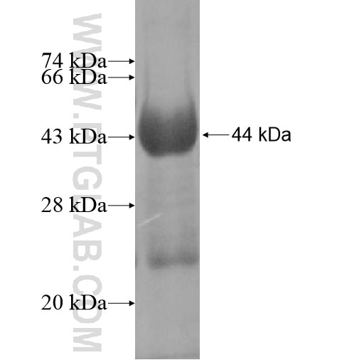 HEXDC fusion protein Ag11466 SDS-PAGE