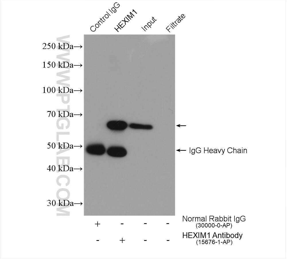 Immunoprecipitation (IP) experiment of HeLa cells using HEXIM1 Polyclonal antibody (15676-1-AP)