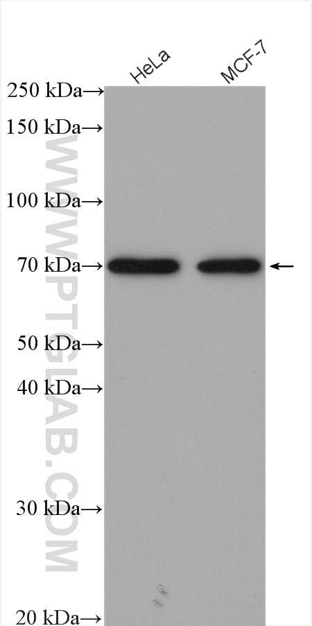 Western Blot (WB) analysis of various lysates using HEXIM1 Polyclonal antibody (15676-1-AP)