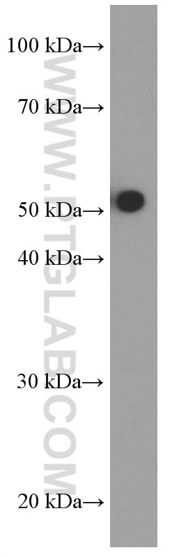 Western Blot (WB) analysis of human testis tissue using HEXIM1 Monoclonal antibody (66311-1-Ig)