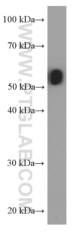 Western Blot (WB) analysis of MCF-7 cells using HEXIM1 Monoclonal antibody (66311-1-Ig)