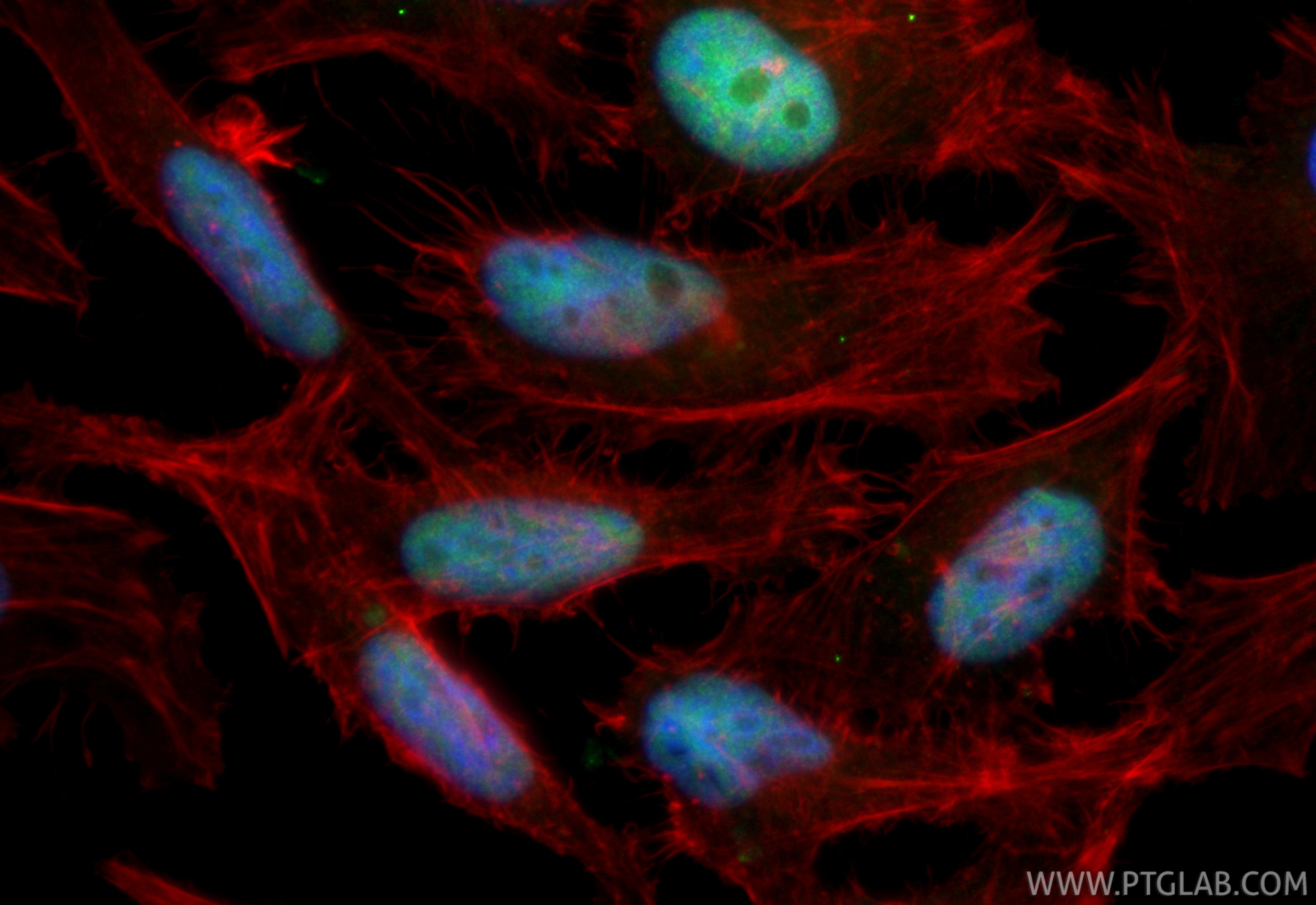 Immunofluorescent analysis of (4% PFA) fixed HeLa cells using CoraLite® Plus 488 HEXIM1 antibody (CL488-85028, Clone: 242587A2 ) at dilution of 1:200, CL594-Phalloidin (red). Immunofluorescence (IF) / fluorescent staining of HeLa cells using CoraLite® Plus 488-conjugated HEXIM1 Recombinant m (CL488-85028)