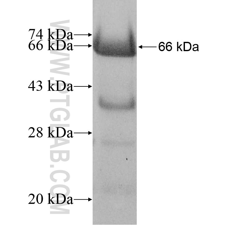 HEXIM1 fusion protein Ag8019 SDS-PAGE