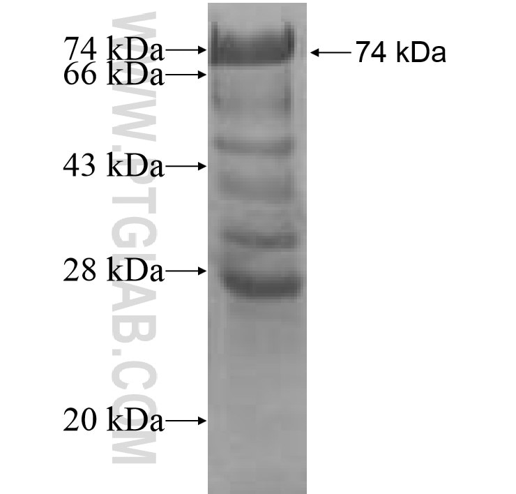 HEXIM1 fusion protein Ag8144 SDS-PAGE