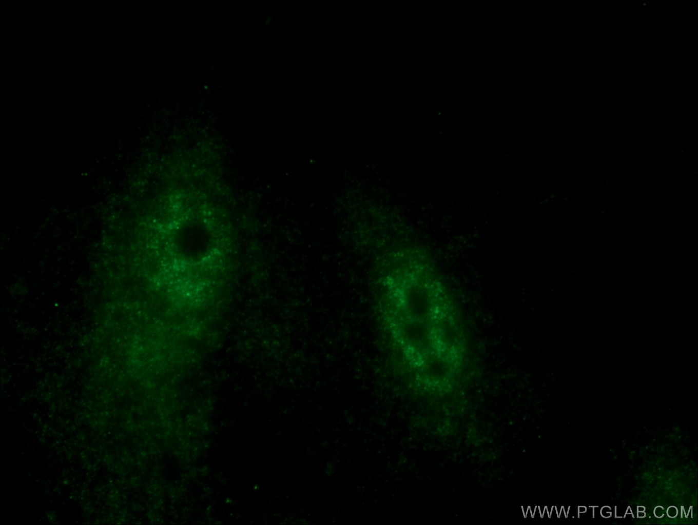 Immunofluorescence (IF) / fluorescent staining of A549 cells using HEXIM2 Polyclonal antibody (16598-1-AP)