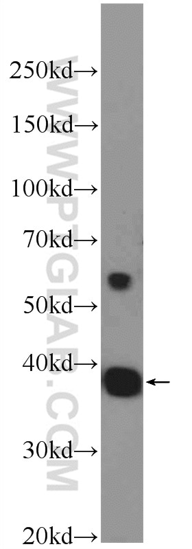 Western Blot (WB) analysis of C6 cells using HEXIM2 Polyclonal antibody (16598-1-AP)