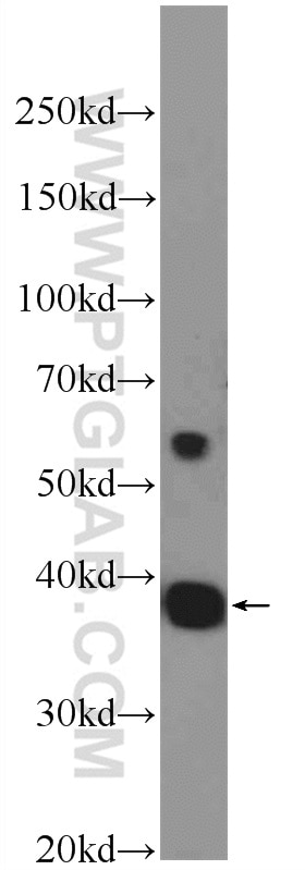 WB analysis of C6 using 16598-1-AP