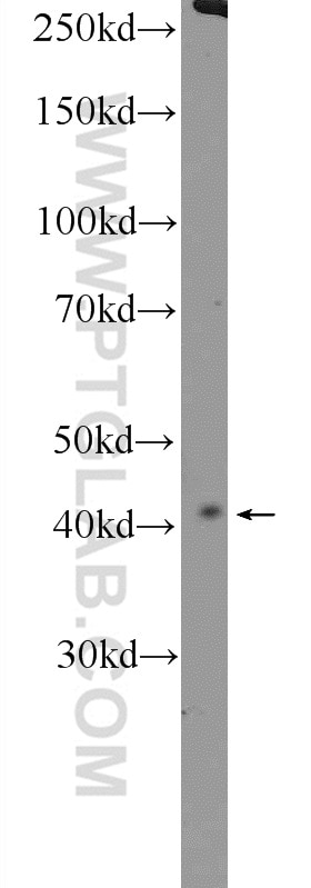 Western Blot (WB) analysis of HEK-293 cells using HEXIM2 Polyclonal antibody (16598-1-AP)