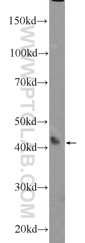 Western Blot (WB) analysis of COLO 320 cells using HEXIM2 Polyclonal antibody (16598-1-AP)
