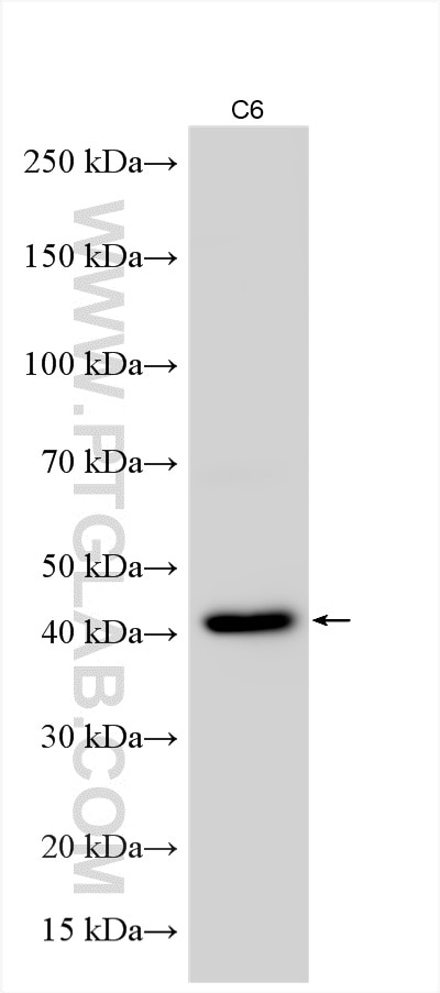 Western Blot (WB) analysis of C6 cells using HEXIM2 Polyclonal antibody (16598-1-AP)