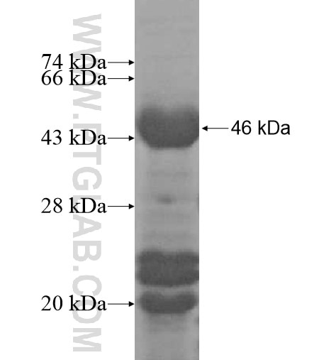 HEXIM2 fusion protein Ag11666 SDS-PAGE