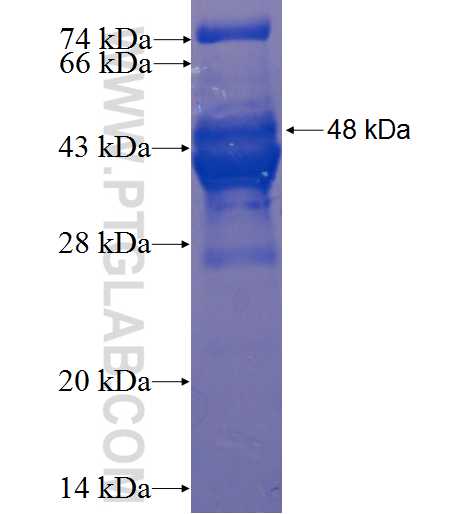 HEXIM2 fusion protein Ag9754 SDS-PAGE