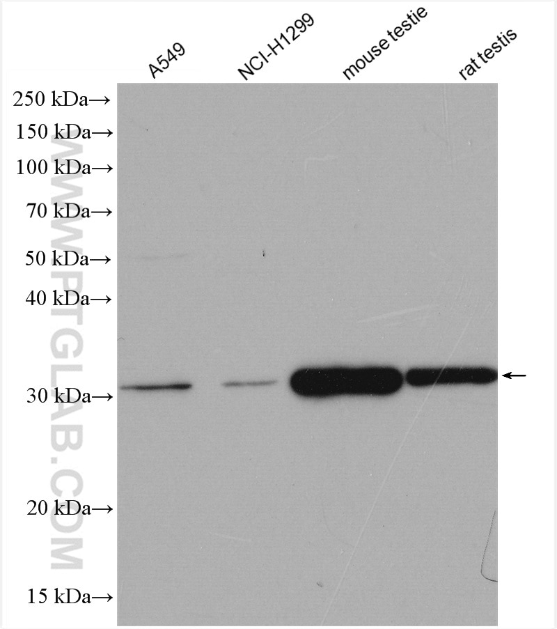 Western Blot (WB) analysis of various lysates using HEY1 Polyclonal antibody (19929-1-AP)