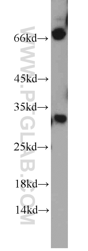 Western Blot (WB) analysis of mouse testis tissue using HEY1 Polyclonal antibody (19929-1-AP)