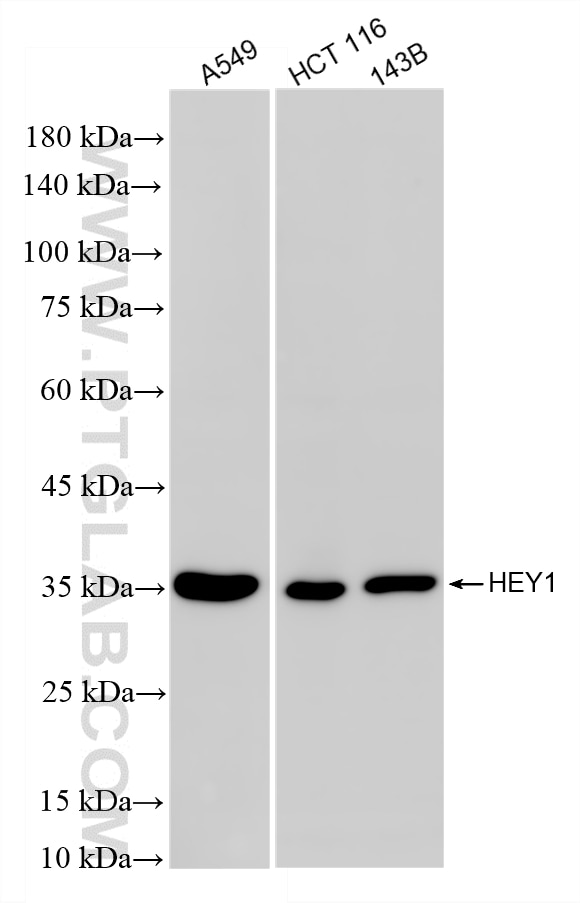 WB analysis using 87307-1-RR (same clone as 87307-1-PBS) Western Blot (WB) analysis of various lysates using HEY1 Recombinant monoclonal antibody (87307-1-RR)
