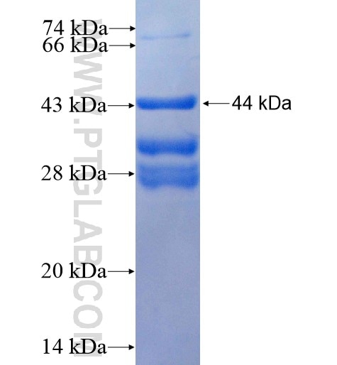 HEY1 fusion protein Ag13906 SDS-PAGE