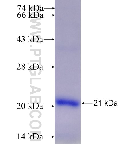 HEY1 fusion protein Ag14094 SDS-PAGE
