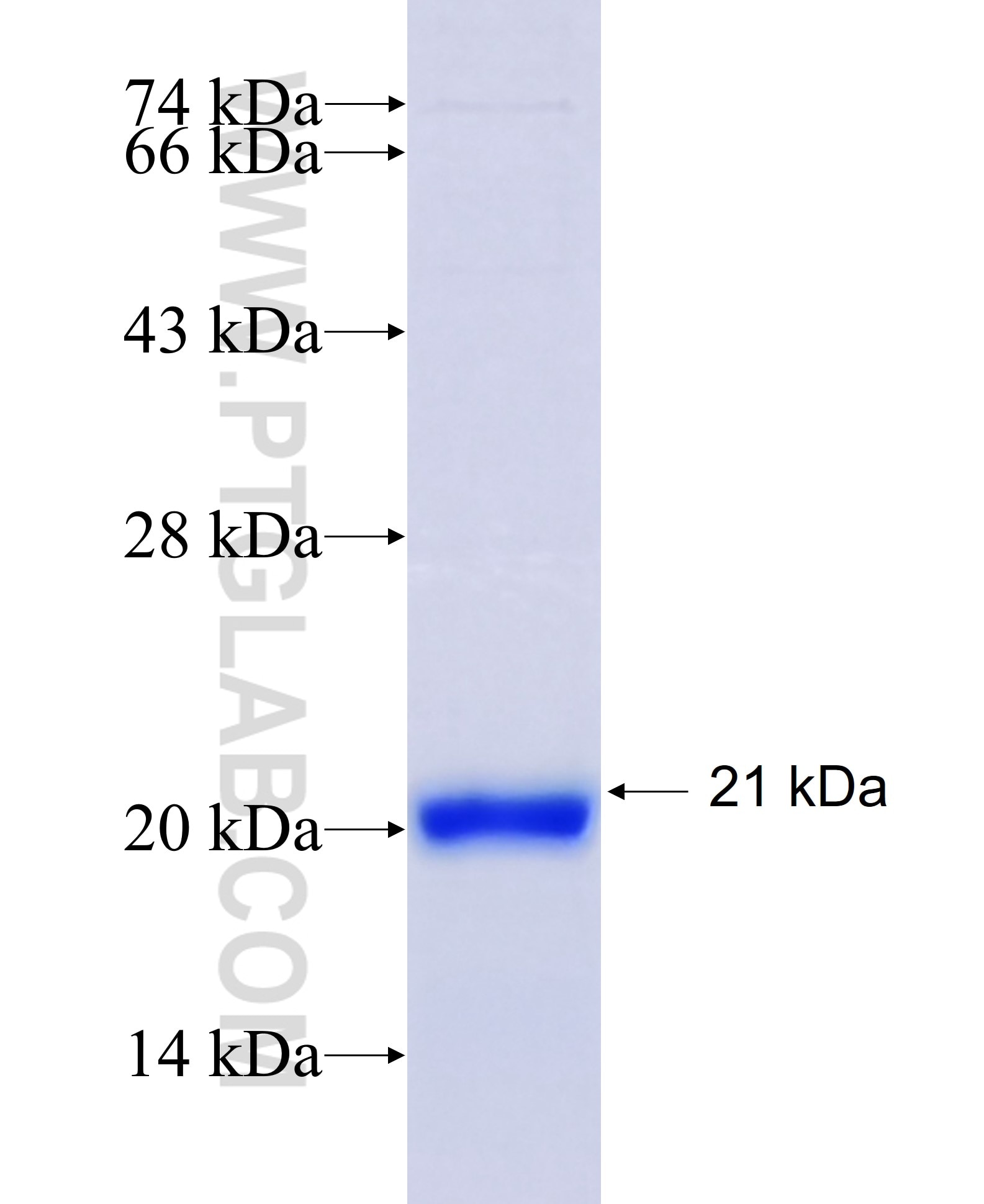 HEY1 fusion protein Ag14094 SDS-PAGE