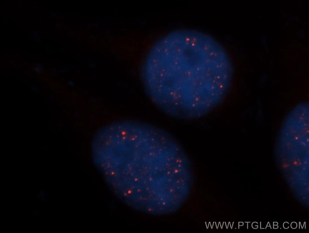 Immunofluorescence (IF) / fluorescent staining of HepG2 cells using HEY2 Polyclonal antibody (10597-1-AP)