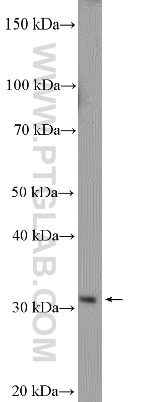 Western Blot (WB) analysis of MCF-7 cells using HEY2 Polyclonal antibody (10597-1-AP)