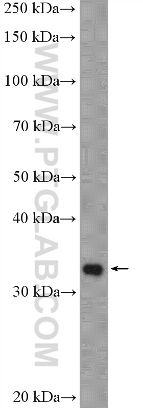 Western Blot (WB) analysis of K-562 cells using HEY2 Polyclonal antibody (10597-1-AP)
