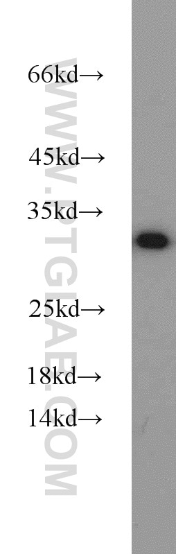 Western Blot (WB) analysis of mouse heart tissue using HEY2 Polyclonal antibody (10597-1-AP)