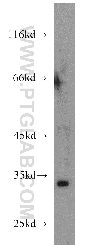 Western Blot (WB) analysis of 4T1 cells using HEY2 Polyclonal antibody (10597-1-AP)