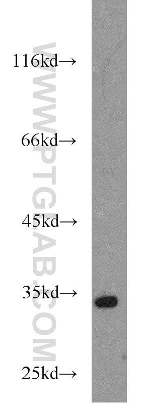 Western Blot (WB) analysis of K-562 cells using HEY2 Polyclonal antibody (10597-1-AP)