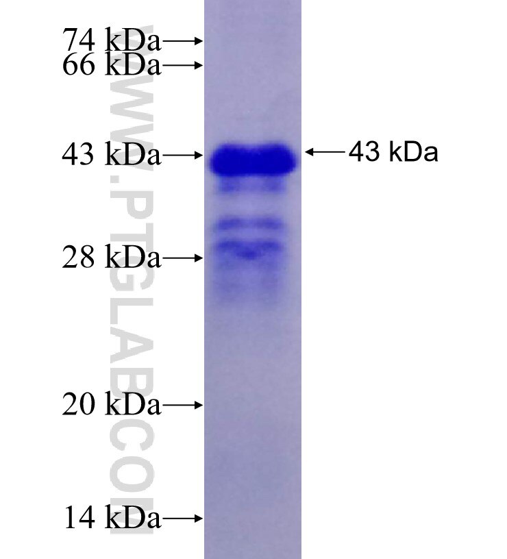 HEY2 fusion protein Ag29280 SDS-PAGE