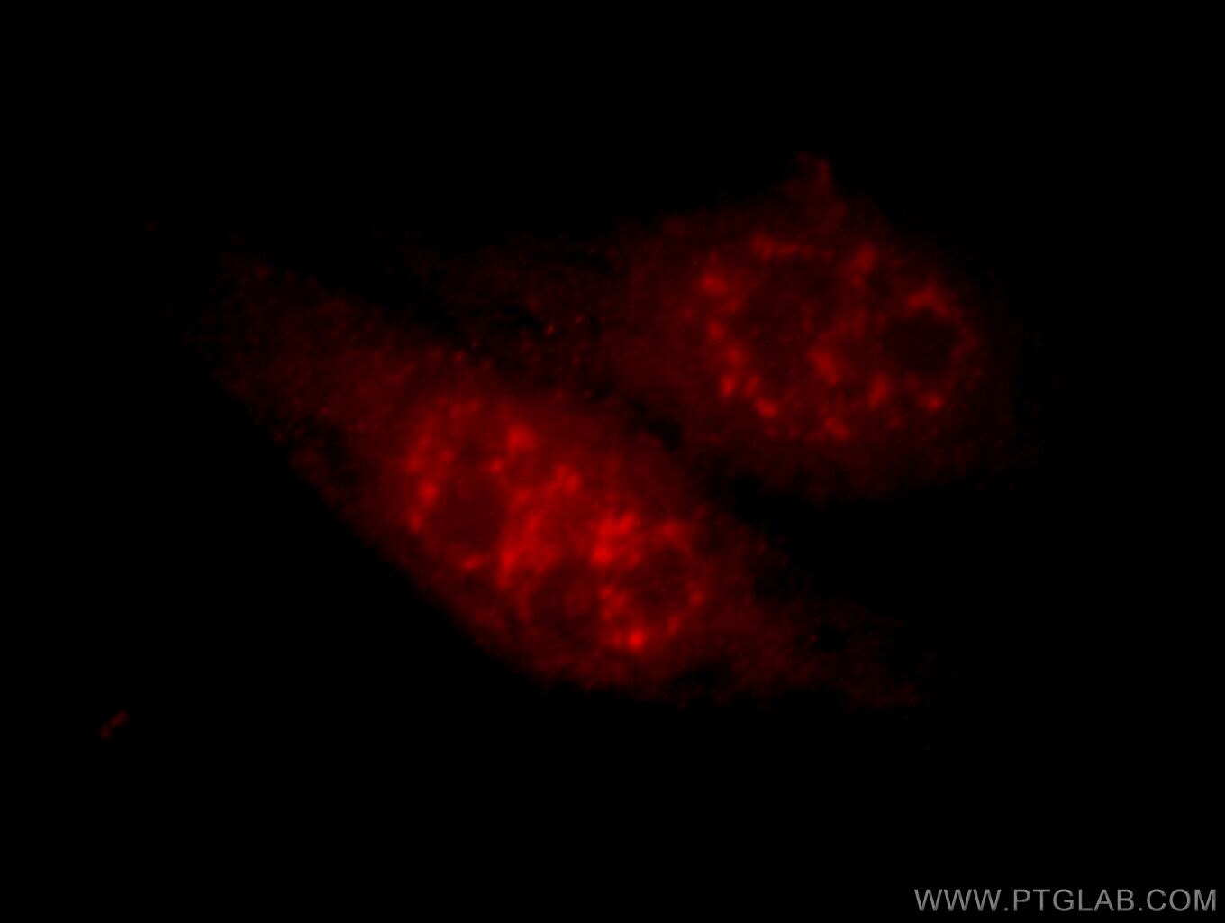 Immunofluorescence (IF) / fluorescent staining of HeLa cells using HEYL Polyclonal antibody (15679-1-AP)