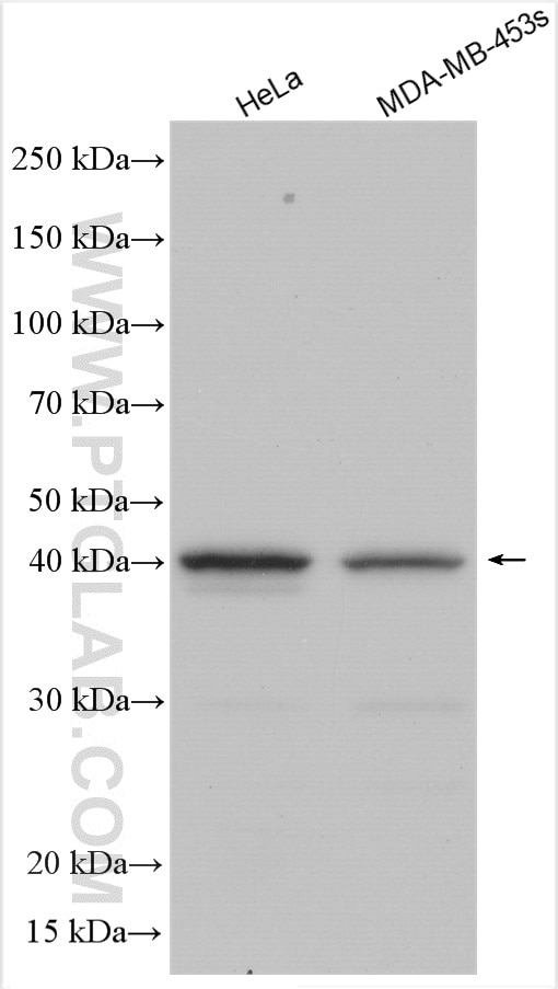 Western Blot (WB) analysis of various lysates using HEYL Polyclonal antibody (15679-1-AP)