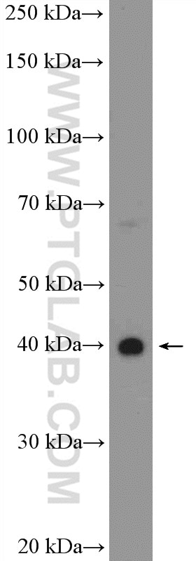 Western Blot (WB) analysis of MDA-MB-453s cells using HEYL Polyclonal antibody (15679-1-AP)
