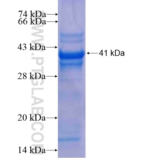 HEYL fusion protein Ag8163 SDS-PAGE