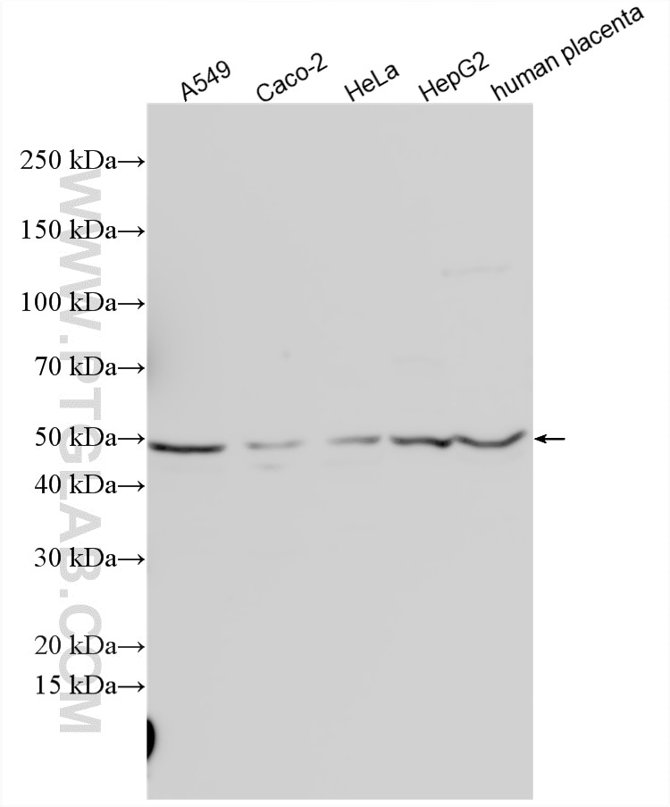 Western Blot (WB) analysis of various lysates using HFE Polyclonal antibody (17954-1-AP)