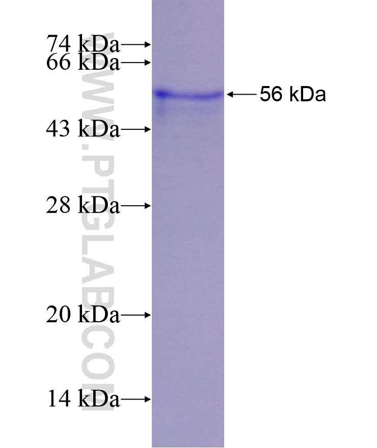 HFE fusion protein Ag12448 SDS-PAGE