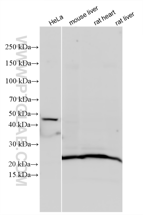 Western Blot (WB) analysis of various lysates using HFE2/Hemojuvelin Polyclonal antibody (11758-1-AP)