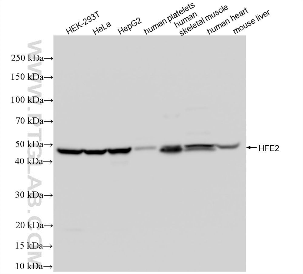 Various lysates were subjected to SDS PAGE followed by western blot with 86775-3-RR (HFE2 antibody) at dilution of 1:3000 incubated at room temperature for 1.5 hours. This data was developed using the same antibody clone with 86775-3-PBS in a different storage buffer formulation. Western Blot (WB) analysis of various lysates using HFE2/Hemojuvelin Recombinant monoclonal antibody (86775-3-RR)