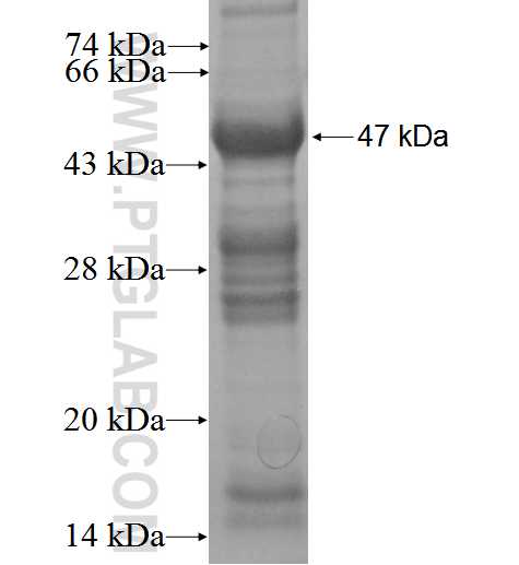 HFE2 fusion protein Ag2354 SDS-PAGE