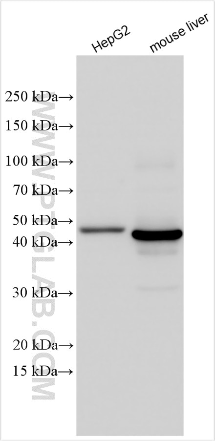Western Blot (WB) analysis of various lysates using HGD Polyclonal antibody (16465-1-AP)