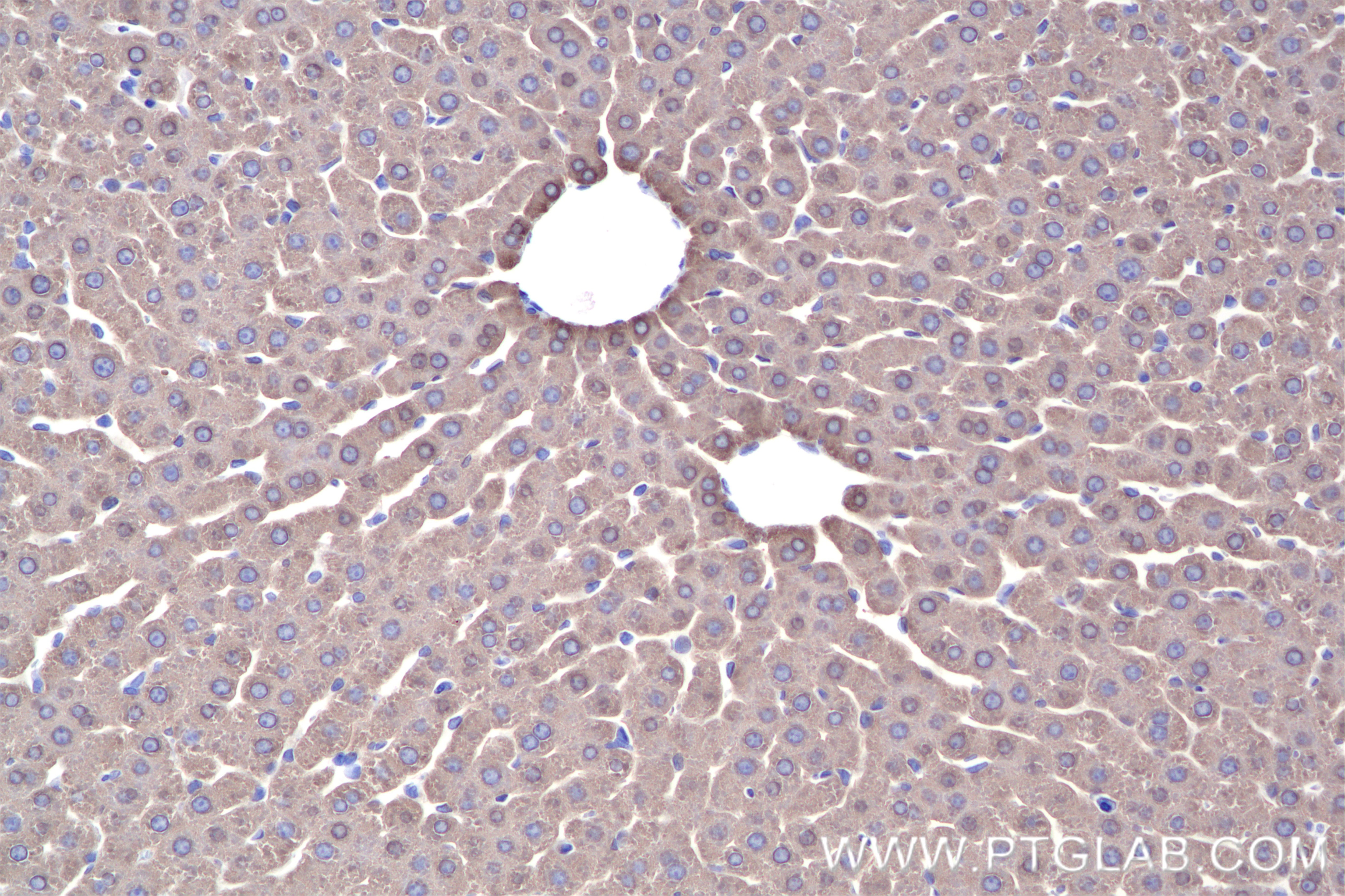 Immunohistochemical analysis of paraffin-embedded rat liver tissue slide using 84931-5-RR (HGD antibody) at dilution of 1:500 (under 20x lens). Heat mediated antigen retrieval with Tris-EDTA buffer (pH 9.0). Immunohistochemistry (IHC) staining of rat liver tissue using HGD Recombinant antibody (84931-5-RR)