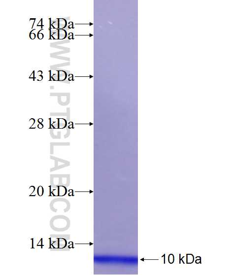 HGF fusion protein Ag25456 SDS-PAGE