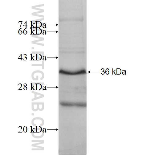 HGF fusion protein Ag9791 SDS-PAGE