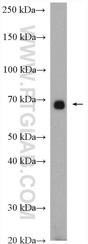 HGF Alpha