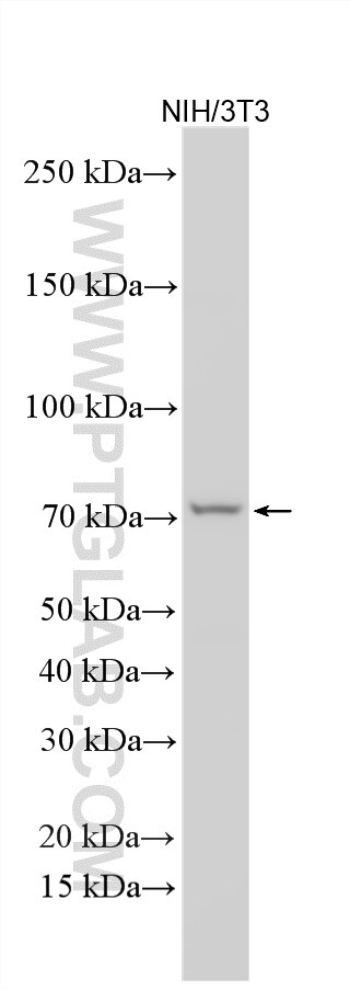 WB analysis using 26881-1-AP (same clone as 26881-1-PBS) Western Blot (WB) analysis of various lysates using HGF Polyclonal antibody (26881-1-AP)